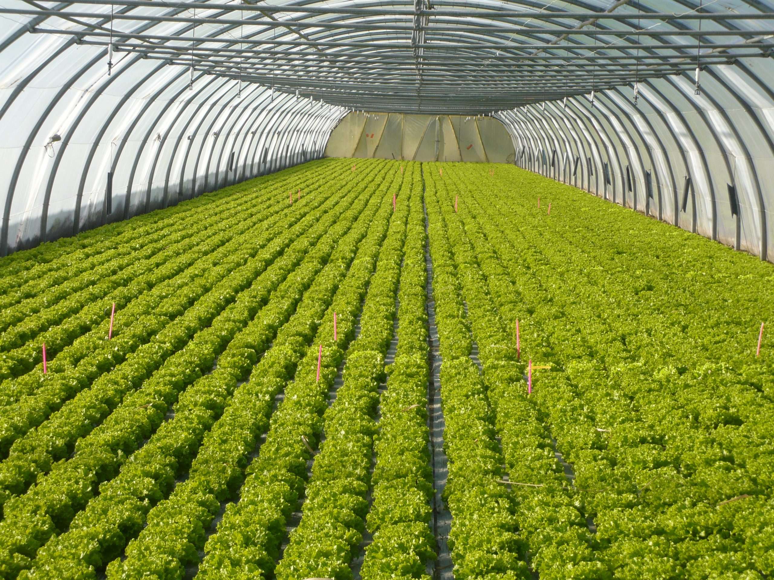 Laitue sous abri – Nouvelles variétés – 2023-2024