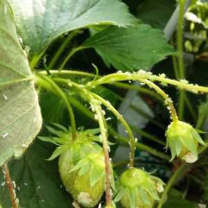 Fraise - Protection contre les pucerons en culture hors-sol - Projet PAUPFL - 2024
