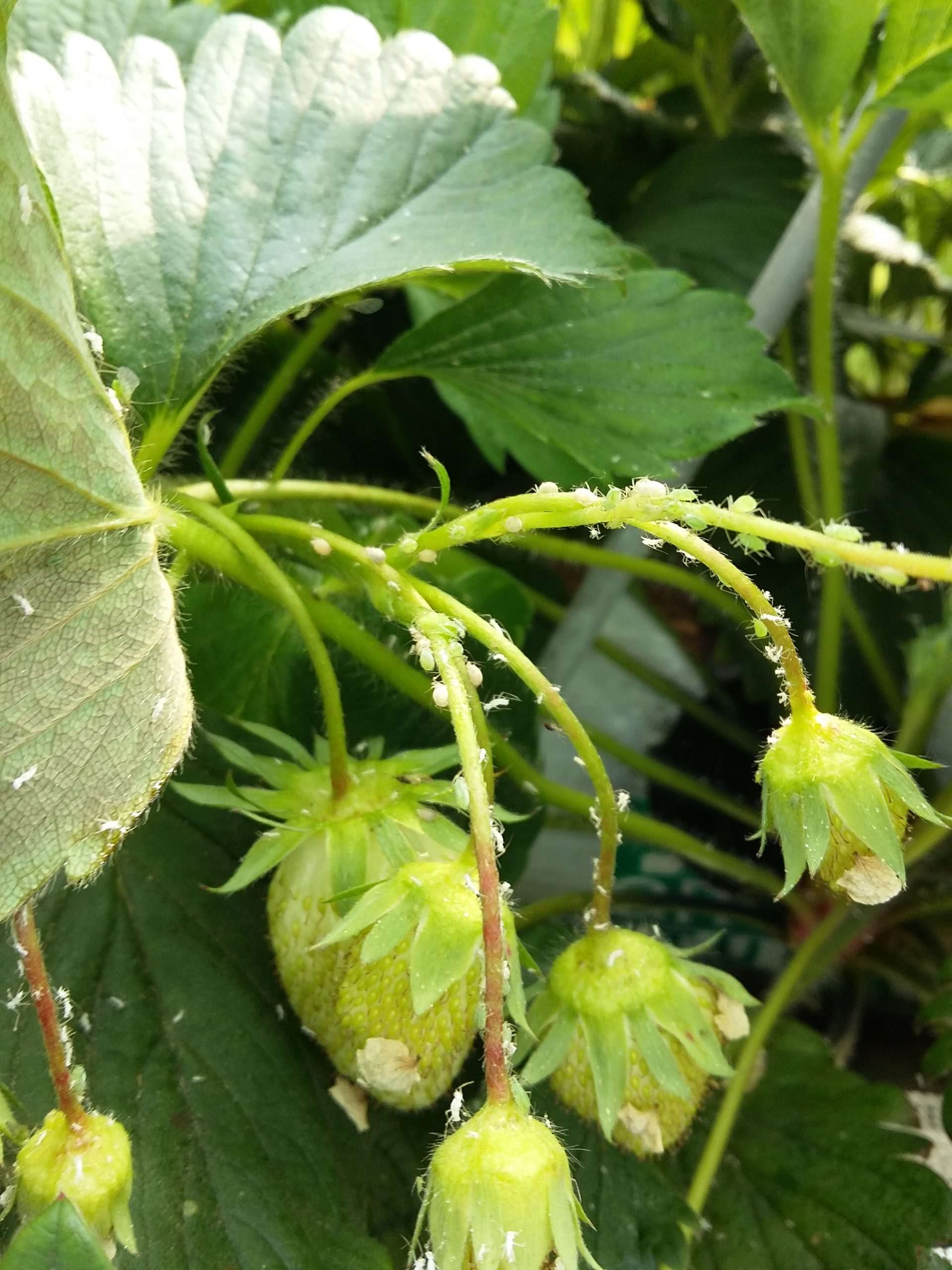 Fraise – Protection contre les pucerons en culture hors-sol – Projet PAUPFL – 2025