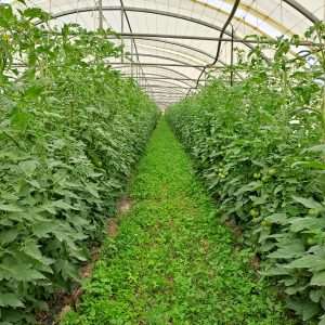 Evaluation de différents couverts végétaux en inter-rangs sous abri - Projet MACMA - 2023