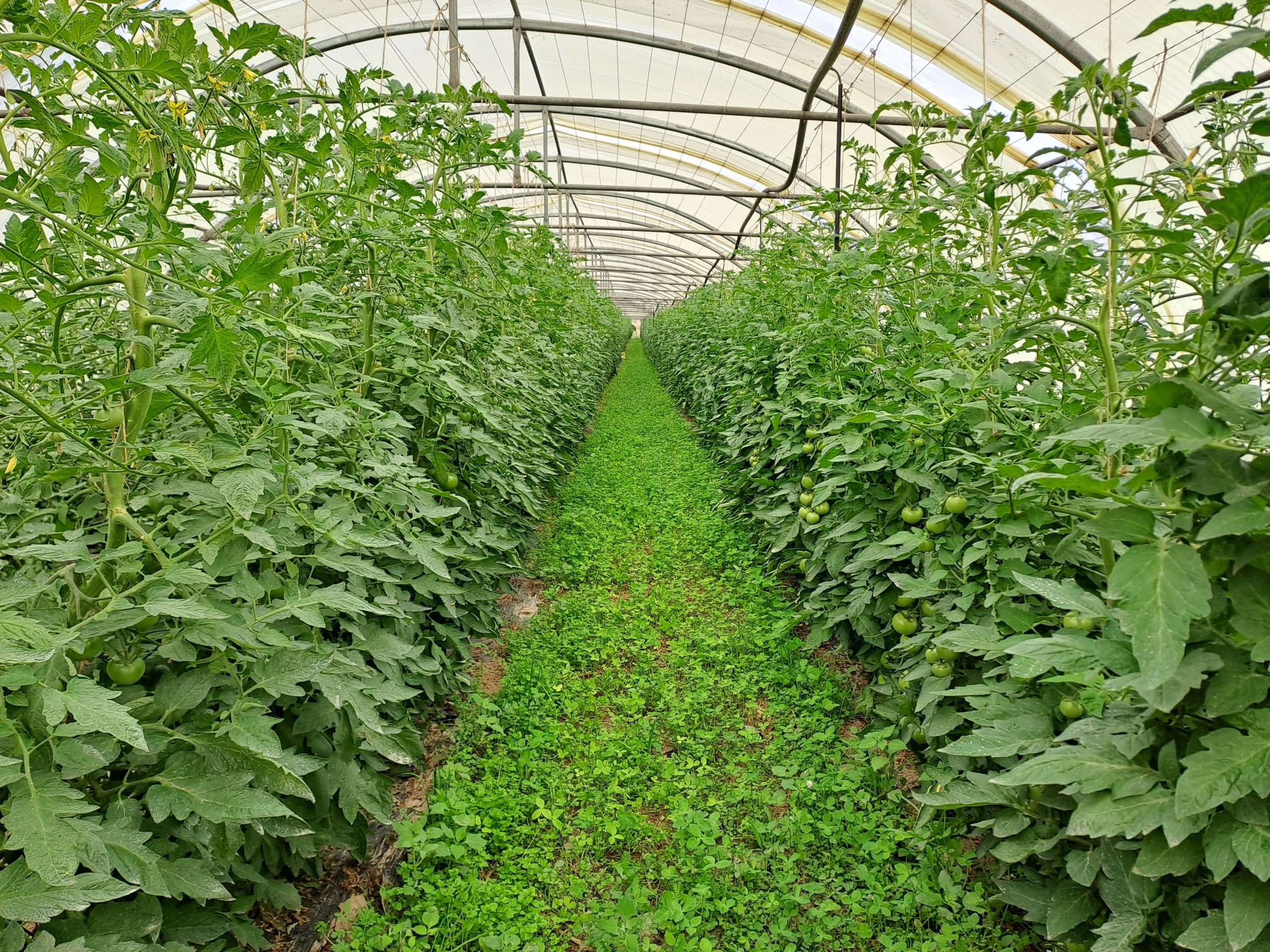 Validation des couverts végétaux en inter-rangs sous abri - Projet MACMA - 2025