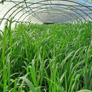 Evaluation de différents couverts végétaux en interculture - Projet MACMA - 2023