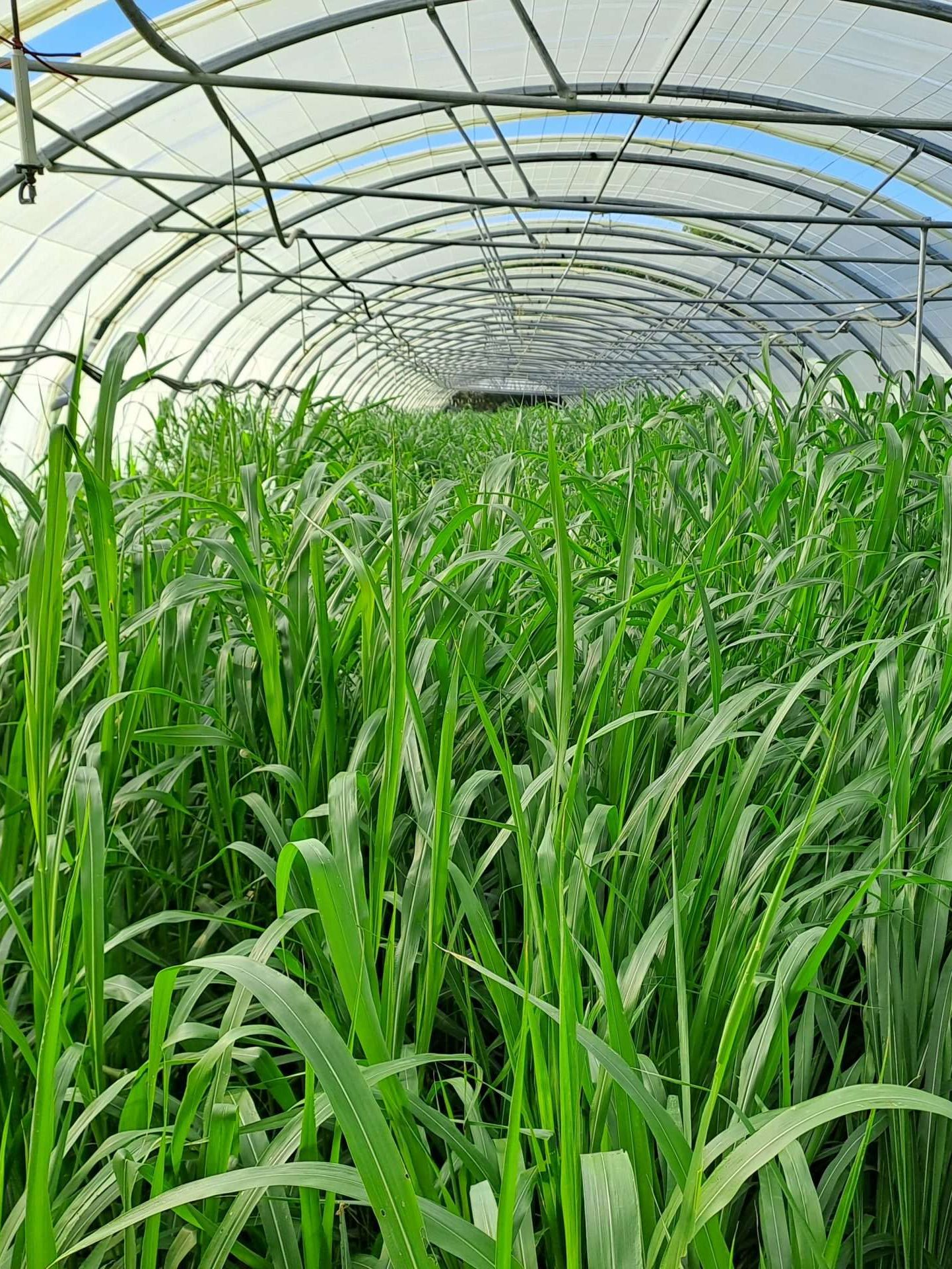 Evaluation des sorghos nématicides - Projet MACMA - 2025