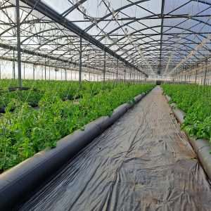 Evaluation d’un système bioclimatique en production précoce de tomate - Projet SERRILIENCE - 2024