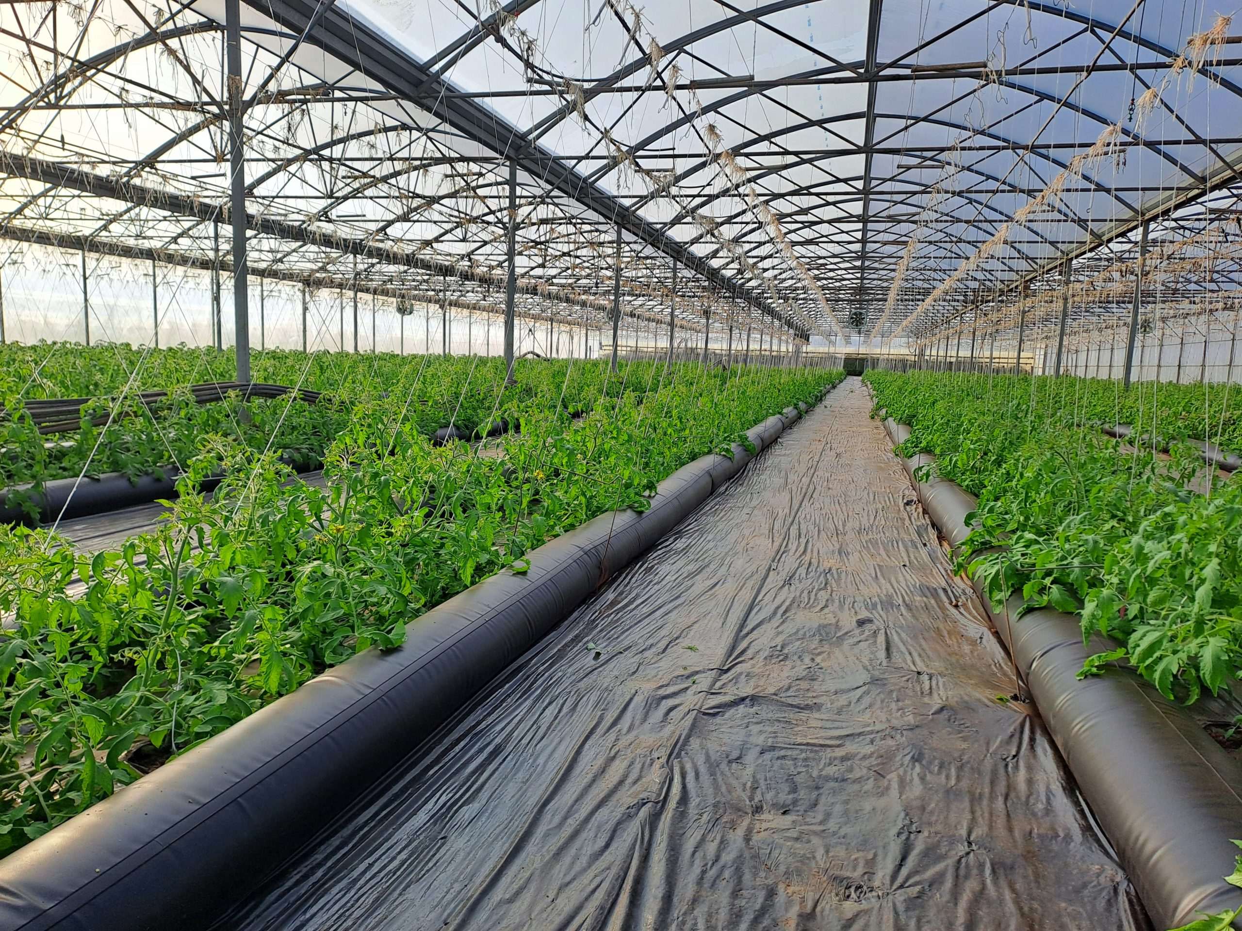 Evaluation d’un système bioclimatique en production précoce de tomate – Projet SERRILIENCE – 2024