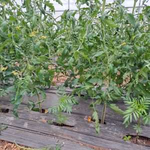 Combinaison de leviers alternatifs pour la protection de la tomate contre les ravageurs - Projet CZP - 2025