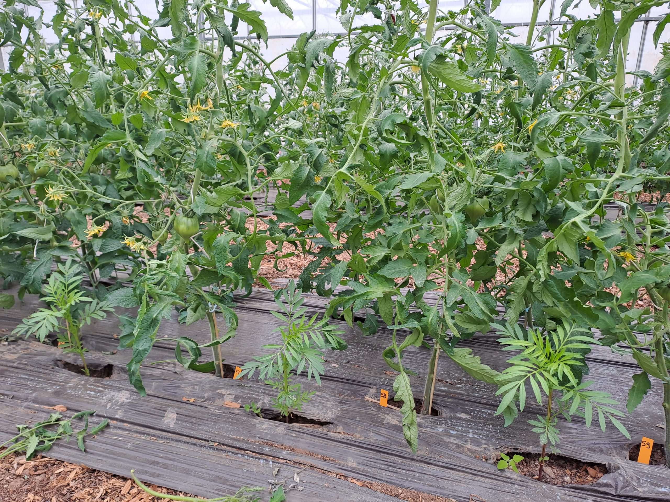 Combinaison de leviers alternatifs pour la protection de la tomate contre les ravageurs – Projet CZP – 2025