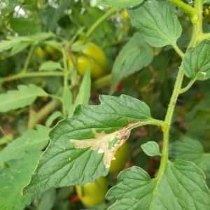 Tomate - Enquête sur les stratégies de gestion de Tuta absoluta - Projet BIOC'APP - 2024