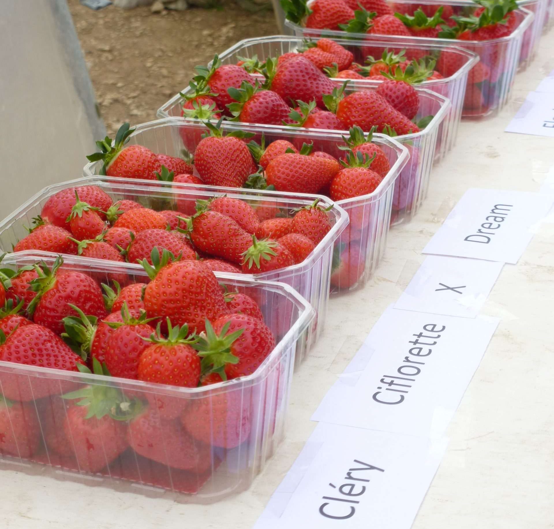 Fraise – Nouvelles variétés – 2026