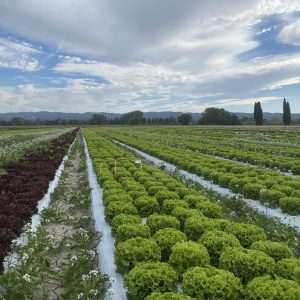 🔒 Laitue plein champ - Nouvelles variétés - 2025