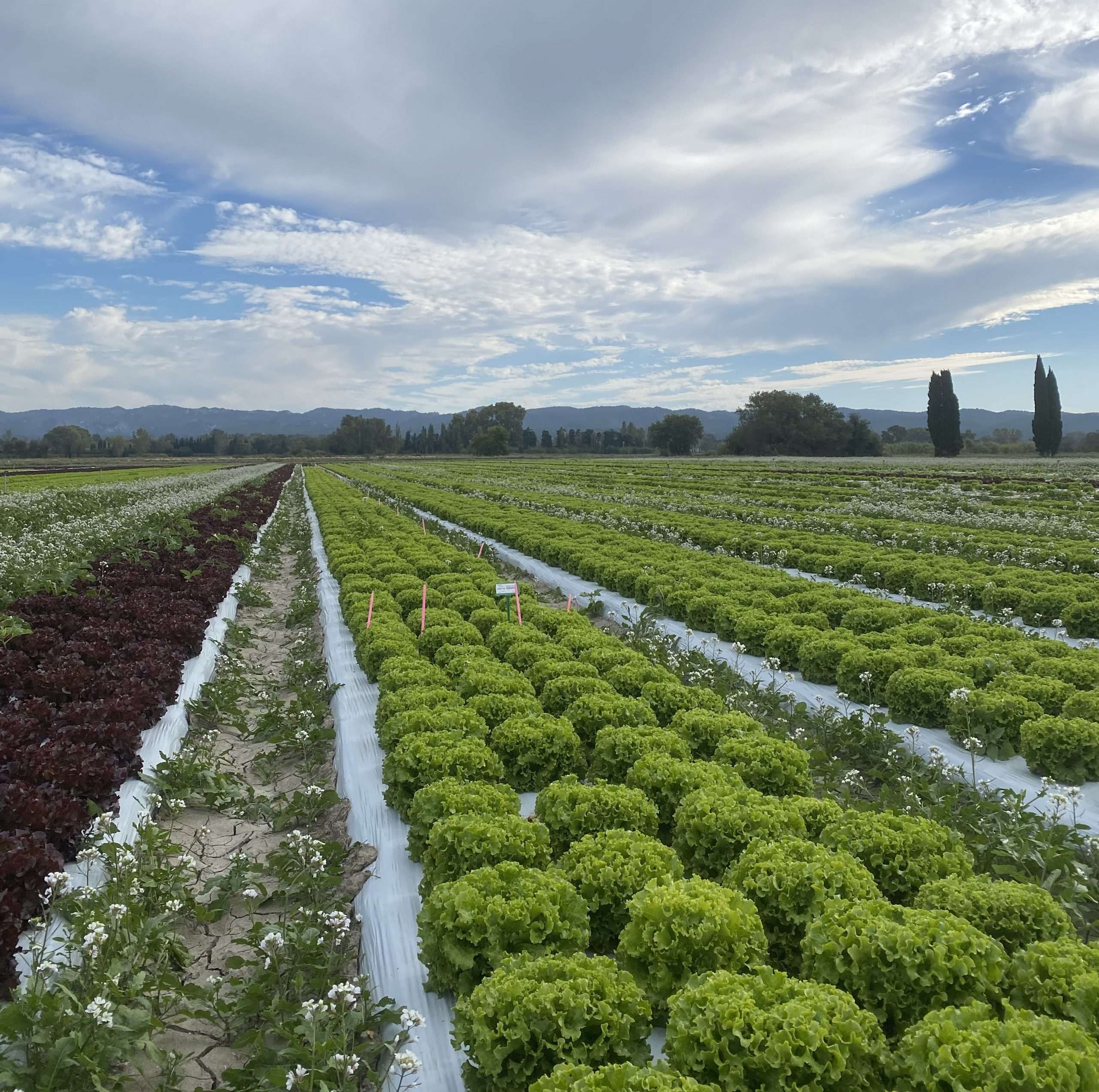 🔒 Laitue plein champ - Nouvelles variétés - 2025