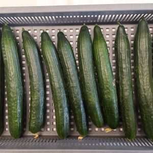 🔒Concombre - Evaluation variétale concombre long lisse - variété Siriana - 2025