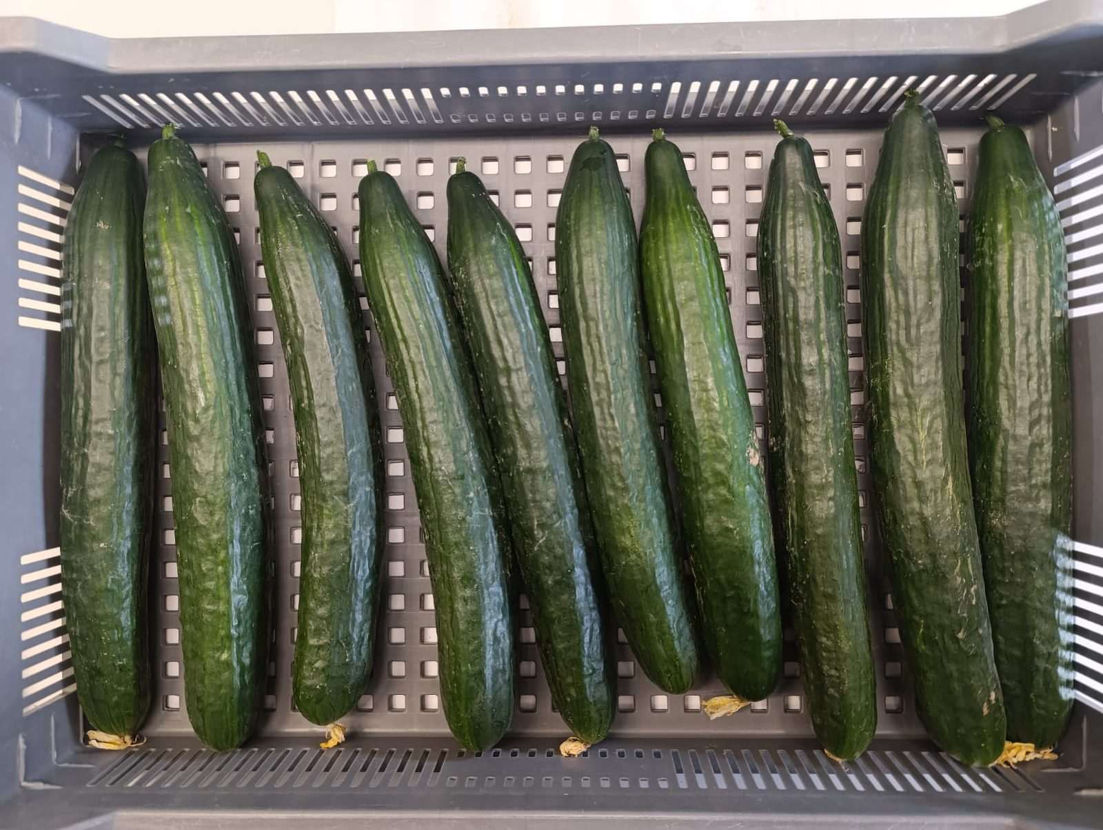 Concombre - Evaluation variétale concombre long lisse - variété Siriana - 2025