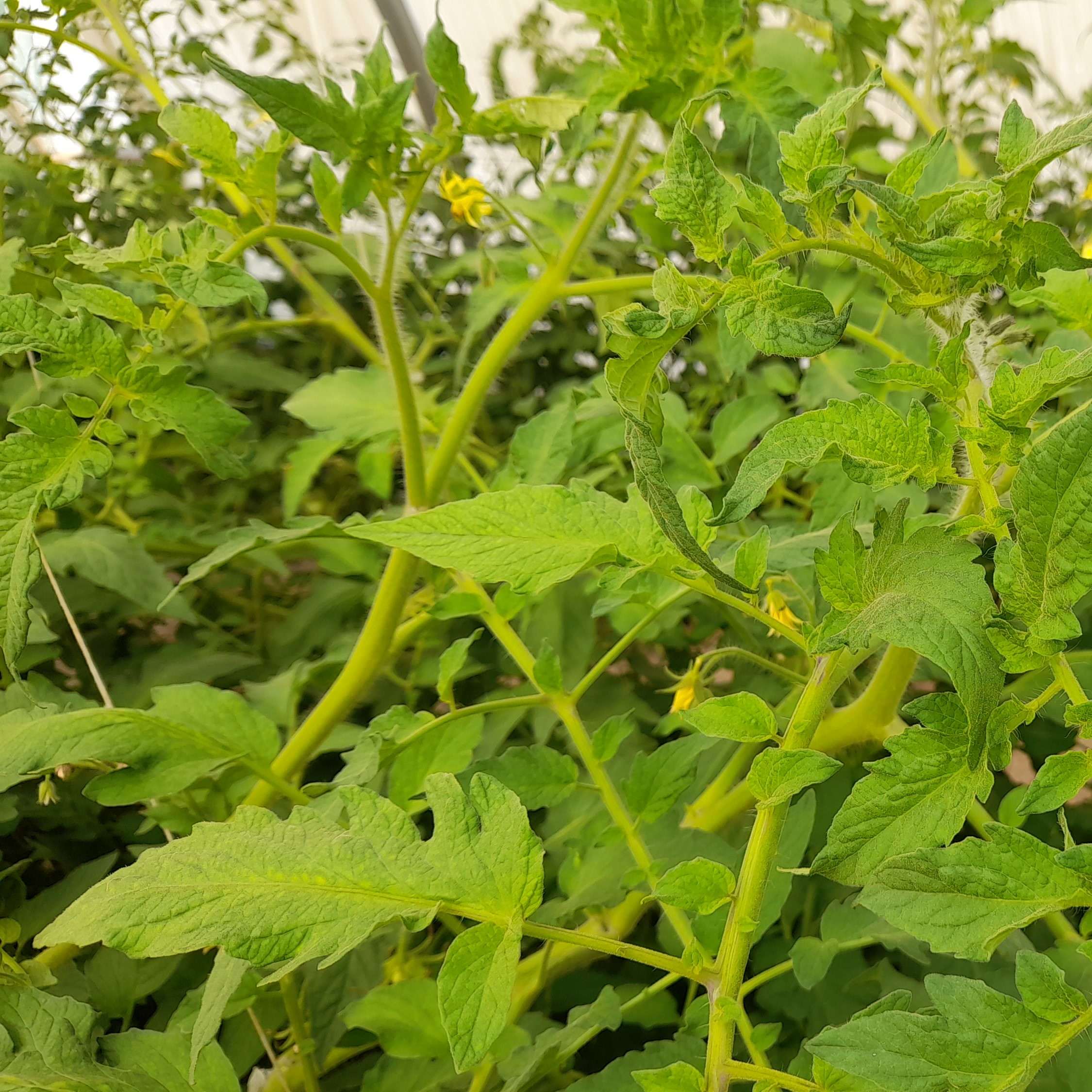 Tomate – Evaluation de produits de biocontrôle pour la gestion des aleurodes – Projet PAUPFL – 2025