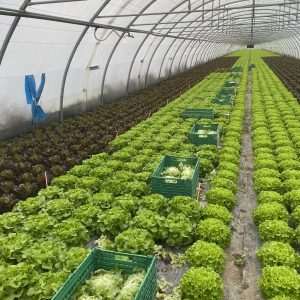 🔒Laitue sous abri - Nouvelles variétés - 2024-2025