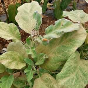 Aubergine - Gestion des acariens tétranyques avec des acariens prédateurs et des plantes de service - Projet GAMHA - 2025