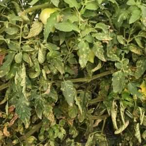 Tomate sous abri - Suivi du risque Cladosporiose en culture de tomate sous abri. 2025