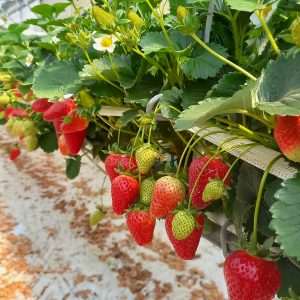 Fraise - Stratégie globale de protection en culture hors-sol - Projet FRAGASYST - 2018-2023
