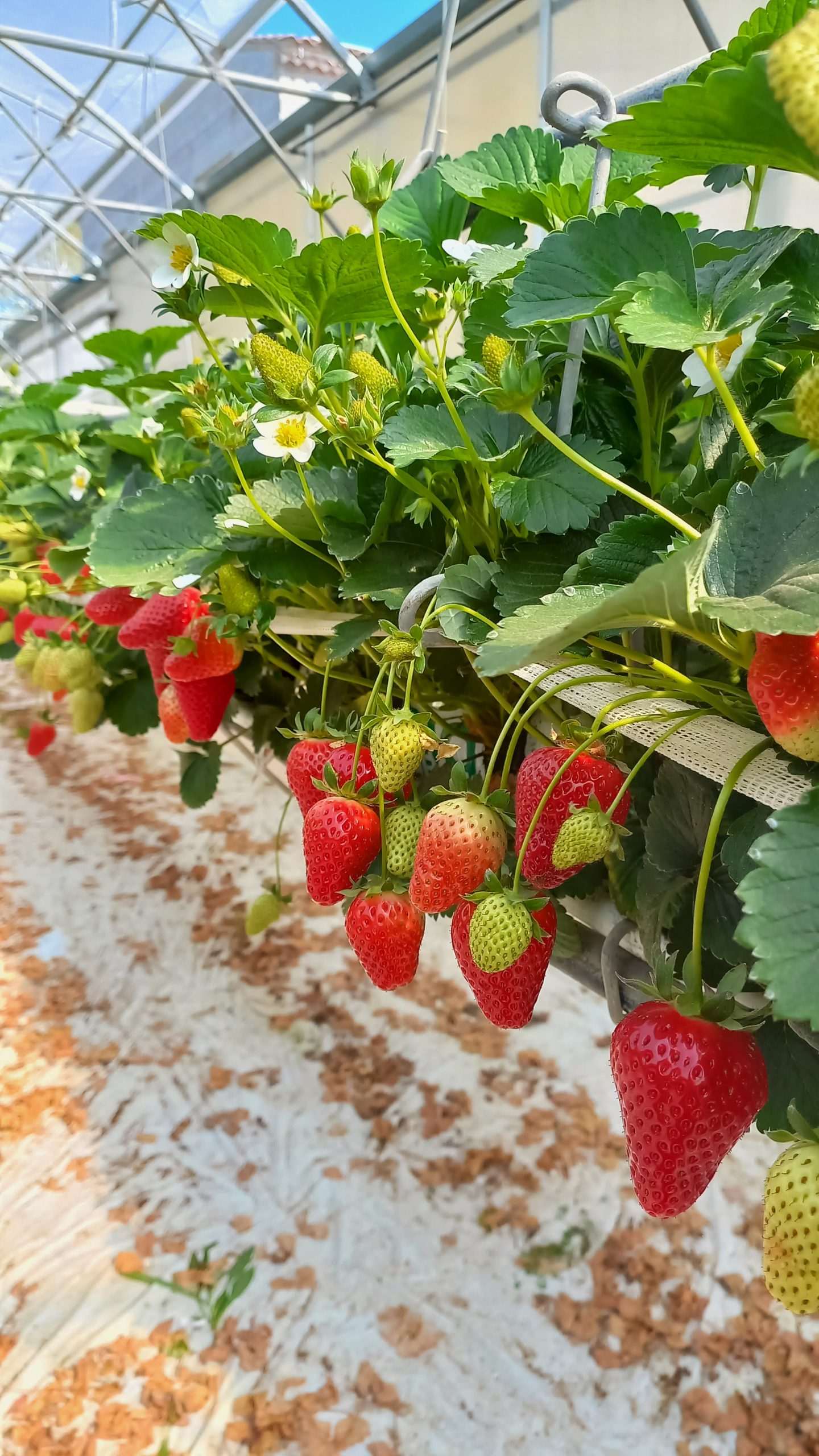 Fraise – Stratégie globale de protection en culture hors-sol – Projet FRAGASYST – 2018-2023