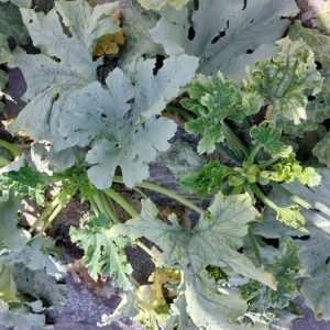 Courgette - Evaluation variétale virus ToLCNDV - Projet VIRTIGATION - 2025