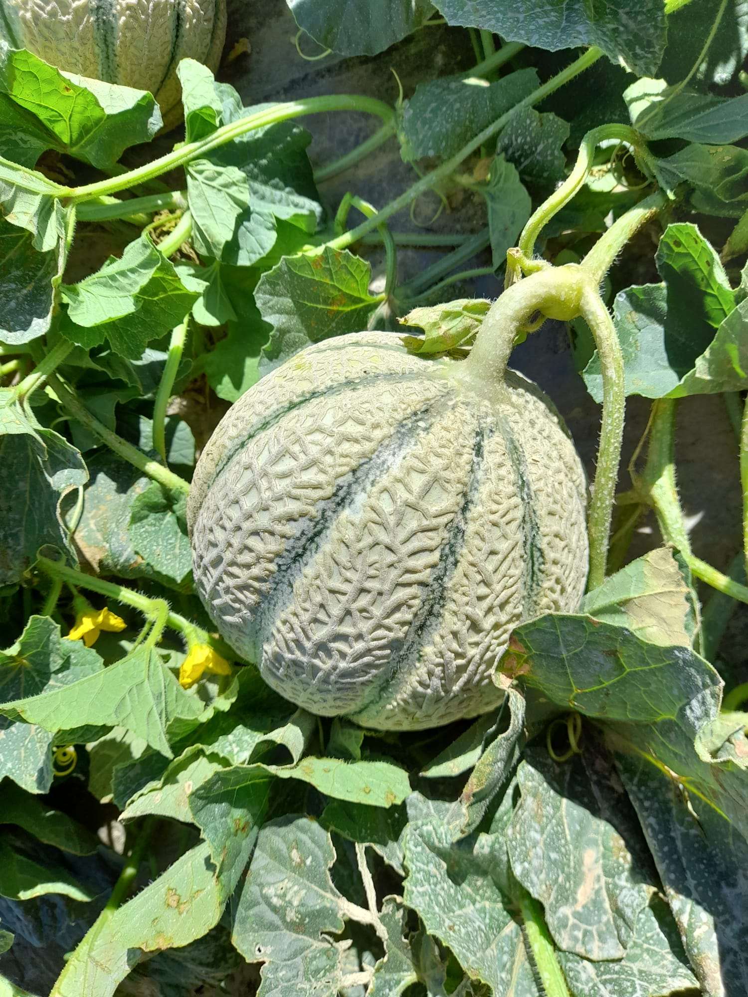 🔒  Melon - Nouvelles variétés - 2025