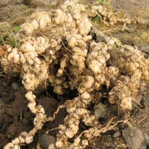 Evaluation des acariens prédateurs contre les nématodes à galle sur concombre - Projet MELOMITES - 2025