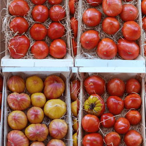 Tomate - Evaluation variétale tomate sol typologie coeur de boeuf - Projet SERRILIENCE - 2025