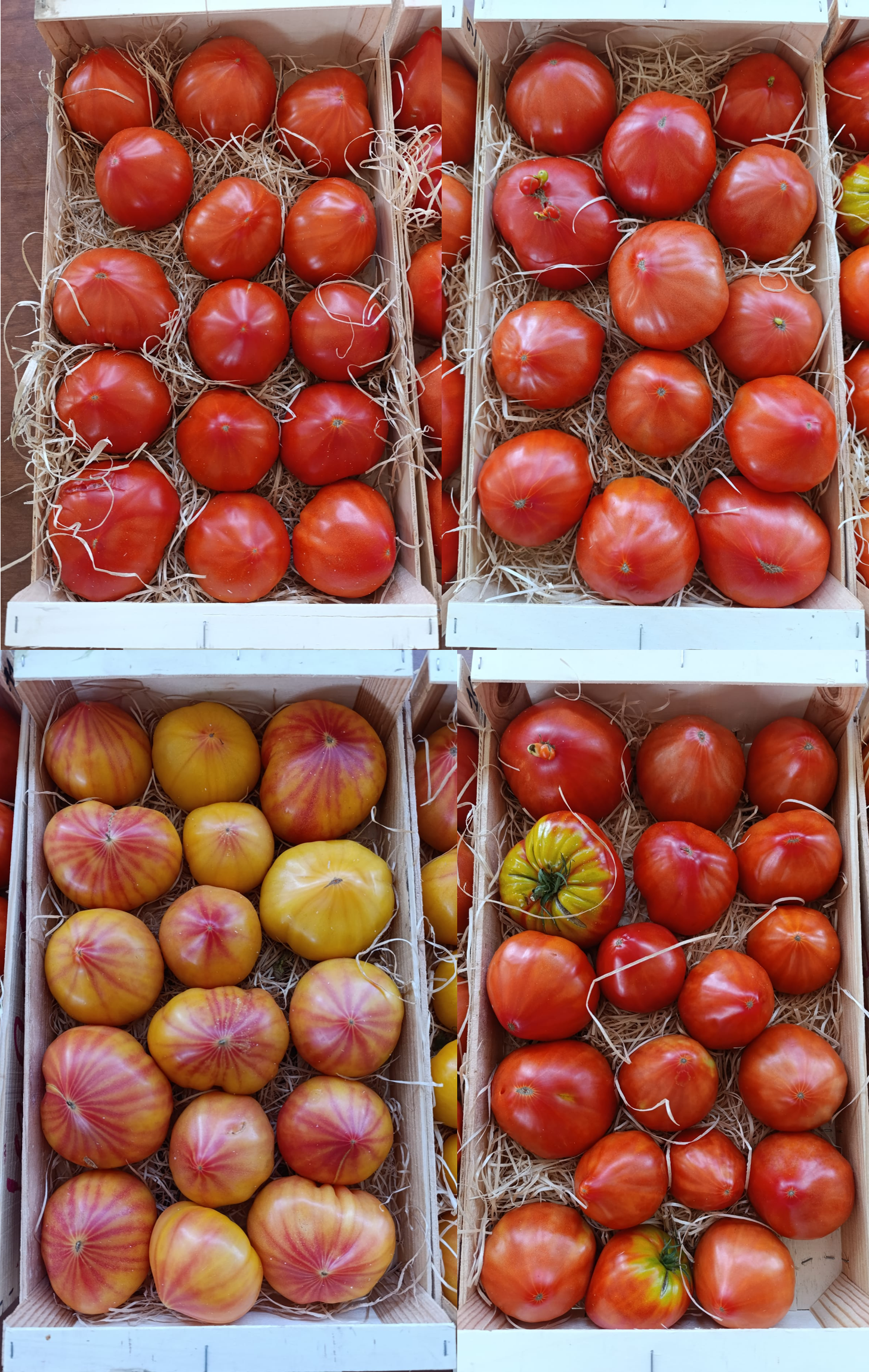 Tomate - Evaluation variétale tomate sol typologie coeur de boeuf - Projet SERRILIENCE - 2025